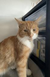 Lost Male Cat last seen perry common road , West Midlands, England 