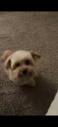 Lost Male Dog last seen Sonora Pl Riverside 92504, Riverside, CA 92504