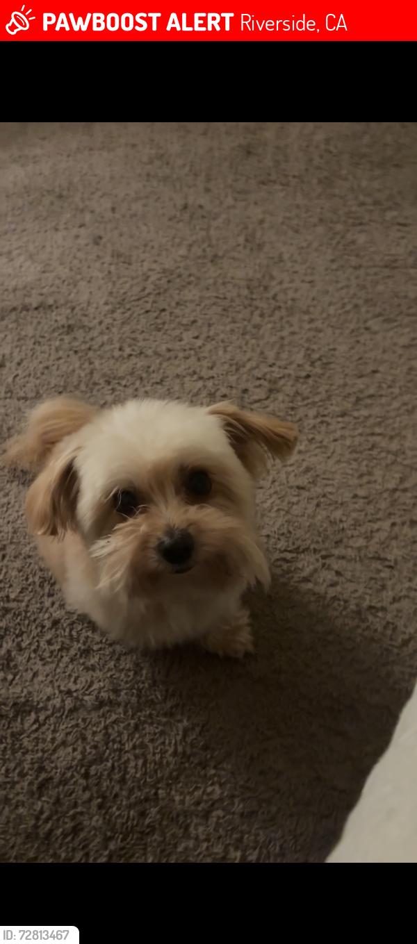 Lost Male Dog last seen Sonora Pl Riverside 92504, Riverside, CA 92504