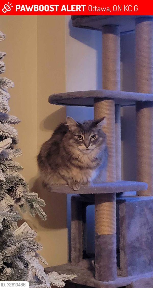 Lost Male Cat last seen Near Gotham Private/surrounding neighbourhood, Ottawa, ON K2C 4G8