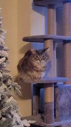 Lost Male Cat last seen Near Gotham Private/surrounding neighbourhood, Ottawa, ON K2C 4G8