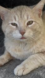 Lost Male Cat last seen legacy appt of cedar hill, Cedar Hill, TX 75104