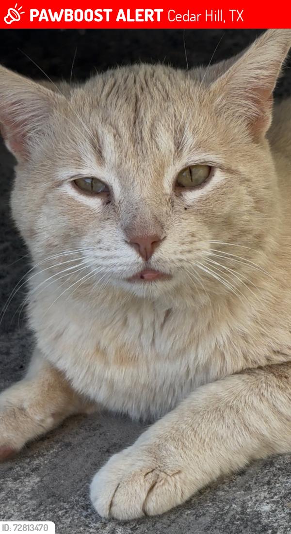 Lost Male Cat last seen legacy appt of cedar hill, Cedar Hill, TX 75104