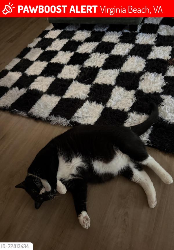 Lost Male Cat last seen Mandan Rd & S.Kellam rd near wegmans , Virginia Beach, VA 23462