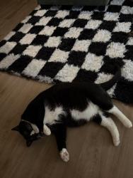 Lost Male Cat last seen Mandan Rd & S.Kellam rd near wegmans , Virginia Beach, VA 23462