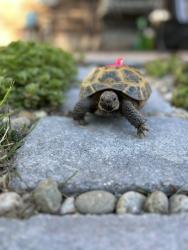 Lost Female Reptile last seen Cherokee st & Pinyon Blvd, Denver, CO 80229