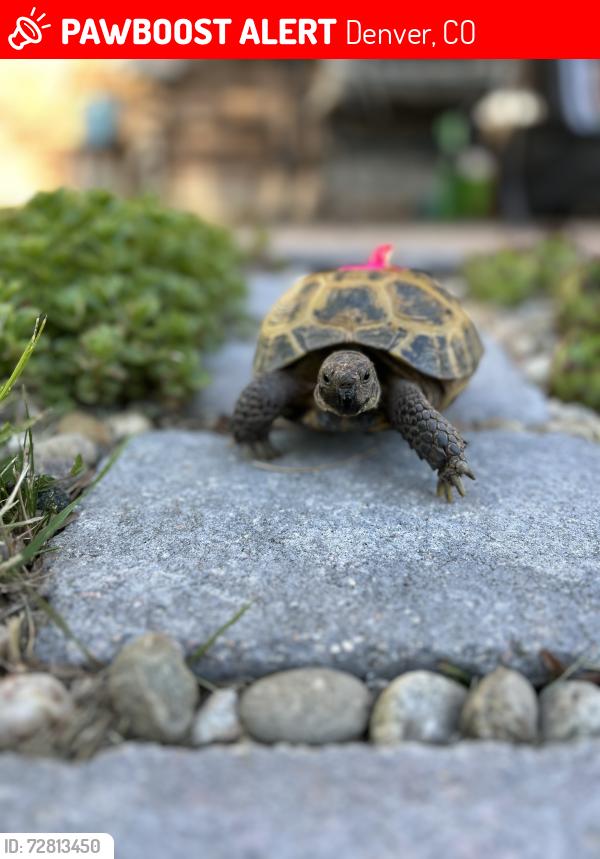 Lost Female Reptile last seen Cherokee st & Pinyon Blvd, Denver, CO 80229