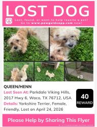Lost Female Dog last seen Parkdale Viking Hills, 2017 Hwy 6, Waco, TX 76712, USA, Beverly Hills, TX 76711