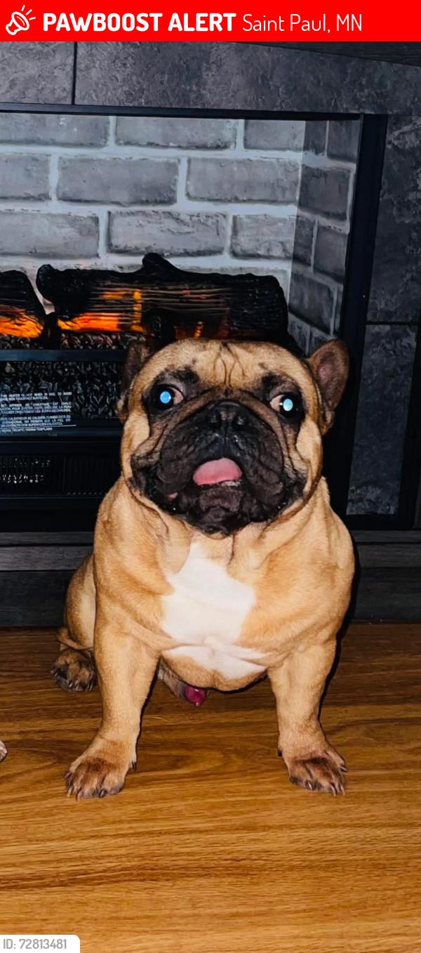 Lost Male Dog last seen Payne Avenue, Saint Paul, MN 55106