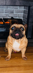 Lost Male Dog last seen Payne Avenue, Saint Paul, MN 55106