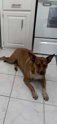Found/Stray Female Dog last seen Pine lakes stuart , Martin County, FL 34997