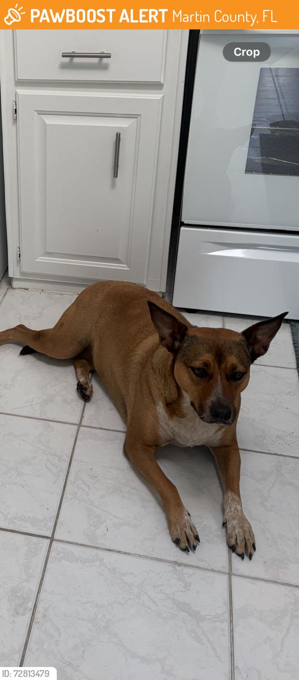 Found/Stray Female Dog last seen Pine lakes stuart , Martin County, FL 34997