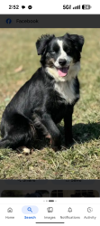 Found/Stray Unknown Dog last seen Interstate 135 access road and north loop 340 bellmeade texas 340 , Bellmead, TX 76705