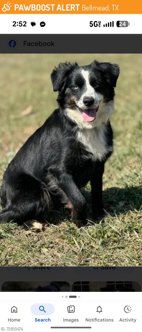 Found/Stray Unknown Dog last seen Interstate 135 access road and north loop 340 bellmeade texas 340 , Bellmead, TX 76705