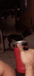Lost Male Dog last seen Rua quirinopolis, Jardim Dall'orto, SP 13178-150