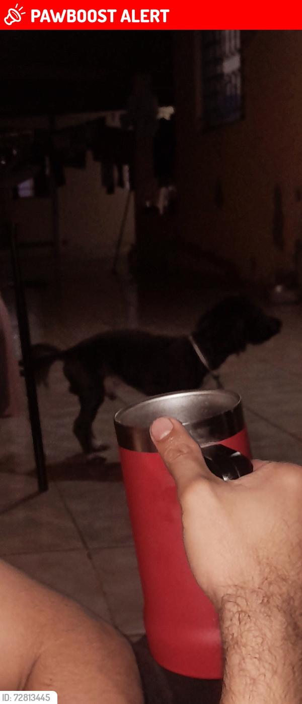 Lost Male Dog last seen Rua quirinopolis, Jardim Dall'orto, SP 13178-150
