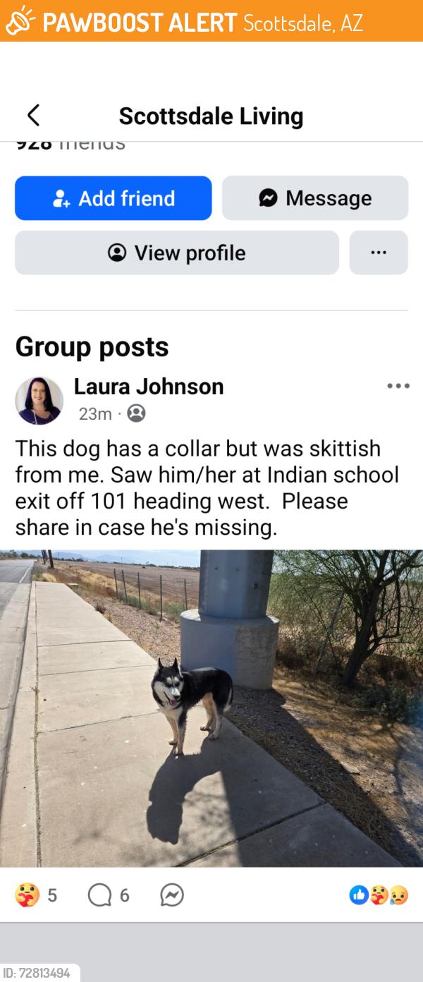 Found/Stray Male Dog last seen Near and Indian School Rd, Scottsdale AZ , Scottsdale, AZ 85251