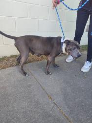 Found/Stray Male Dog last seen Oklawaha fl , Ocklawaha, FL 32179