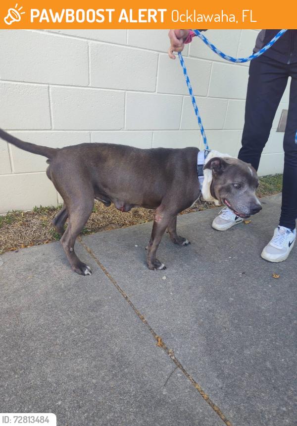 Found/Stray Male Dog last seen Oklawaha fl , Ocklawaha, FL 32179