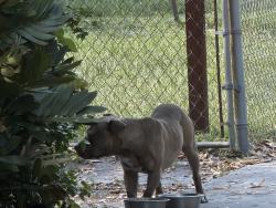 Lost Male Dog last seen Near street nw 2nd ave, Miami, FL 33150