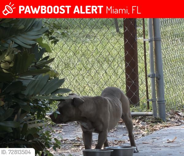 Lost Male Dog last seen Near street nw 2nd ave, Miami, FL 33150