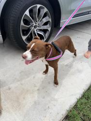 Reunited Female Dog last seen Hampton Rd, Alabama 36608, USA, Mobile County, AL 36608