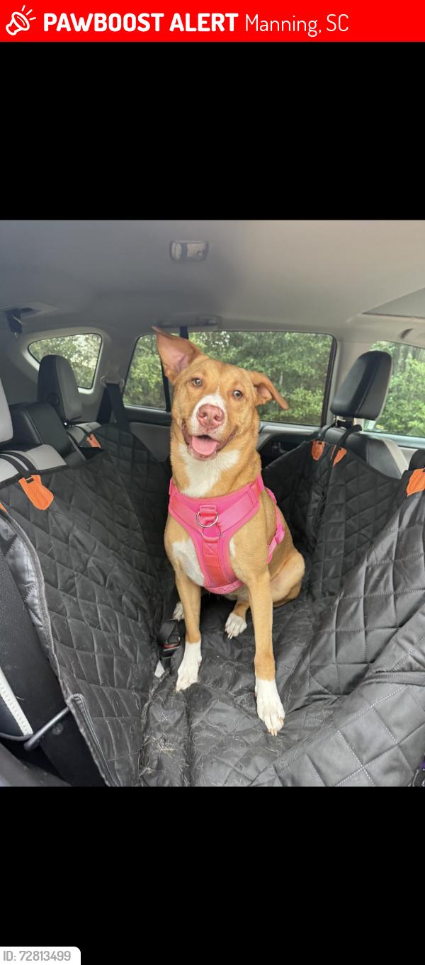 Lost Female Dog last seen Manning, Sc , Manning, SC 29102