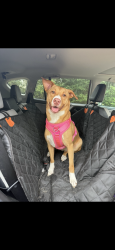 Lost Female Dog last seen Manning, Sc , Manning, SC 29102