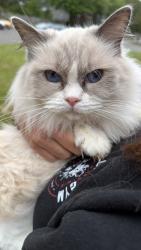Found/Stray Female Cat last seen Hidden Spring Dr and Labrador Loop, Manassas, VA 20108