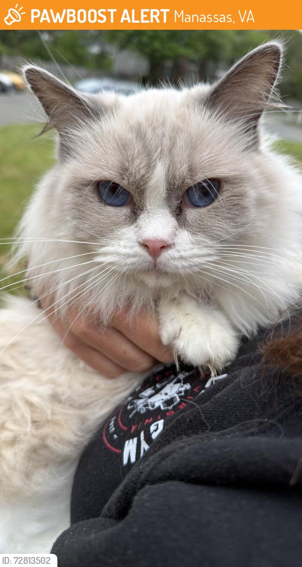 Found/Stray Female Cat last seen Hidden Spring Dr and Labrador Loop, Manassas, VA 20108