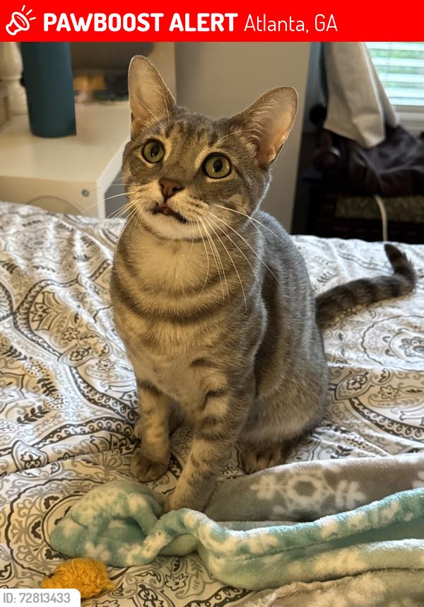Lost Female Cat last seen Westhaven at Vinings Building 30, along Paces Station Close, Atlanta, GA 30339