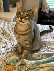 Lost Female Cat last seen Westhaven at Vinings Building 30, along Paces Station Close, Atlanta, GA 30339