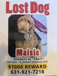 Lost Female Dog last seen Last seen Joe on the Go and then sight and sound and then kings swings , Strasburg, PA 17579