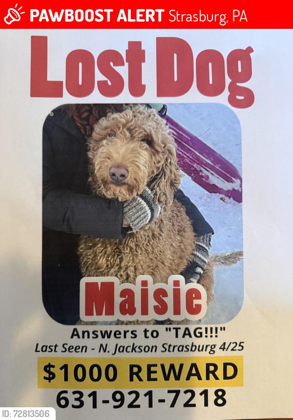 Lost Female Dog last seen Last seen Joe on the Go and then sight and sound and then kings swings , Strasburg, PA 17579