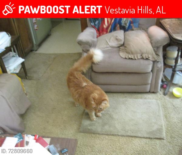 Lost Male Cat last seen Crossgate Trl, Vestavia Hills, AL, Vestavia Hills, AL 35216