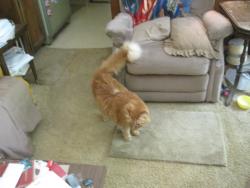 Lost Male Cat last seen Crossgate Trl, Vestavia Hills, AL, Vestavia Hills, AL 35216