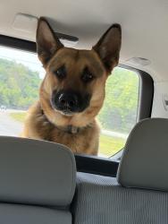 Found/Stray Male Dog last seen In possession at 203 Cummingscreek rd, Clarksville, TN 37042
