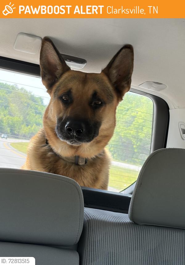 Found/Stray Male Dog last seen In possession at 203 Cummingscreek rd, Clarksville, TN 37042