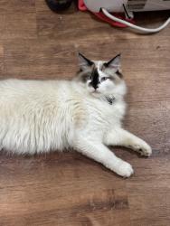 Lost Male Cat last seen Don’t pacifically no, Jacksonville, AR 72076