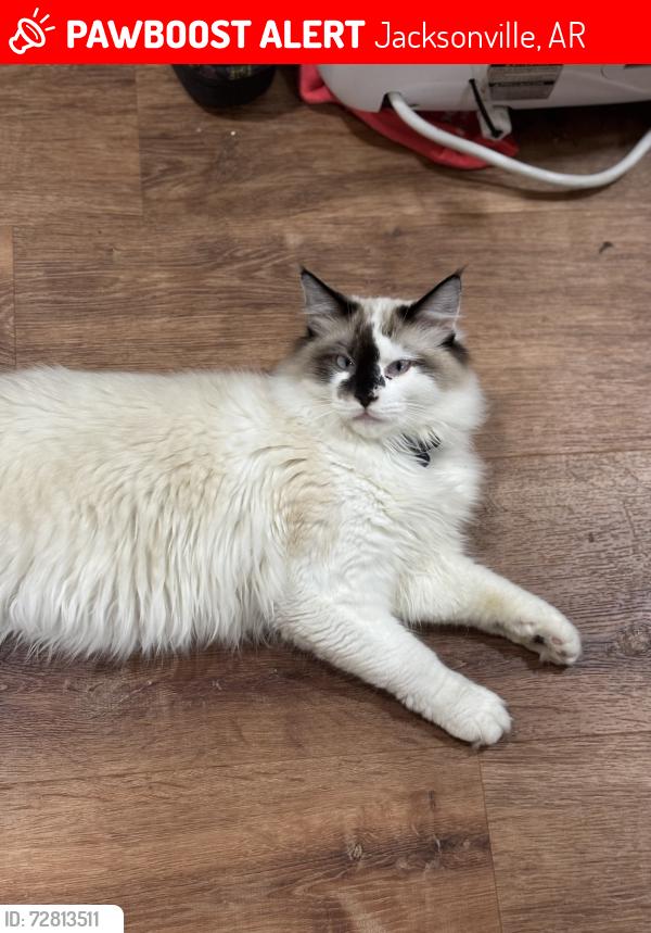 Lost Male Cat last seen Don’t pacifically no, Jacksonville, AR 72076