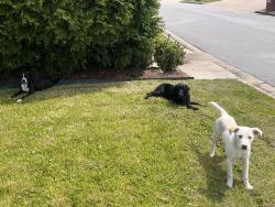 Found/Stray Unknown Dog last seen Chenal Valley and Miramont Blvd, Little Rock, AR 72223