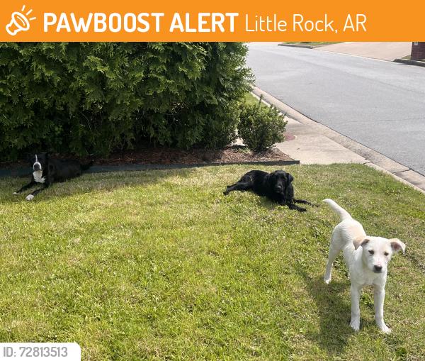 Found/Stray Unknown Dog last seen Chenal Valley and Miramont Blvd, Little Rock, AR 72223