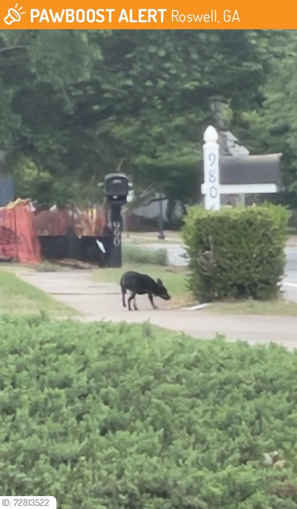 Found/Stray Female Dog last seen Near Grimes Bridge Rd roundabout, Roswell, GA 30075