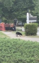 Found/Stray Female Dog last seen Near Grimes Bridge Rd roundabout, Roswell, GA 30075