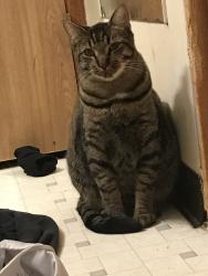 Lost Male Cat last seen 52th Ave S Auburn, WA, Auburn, WA 98001