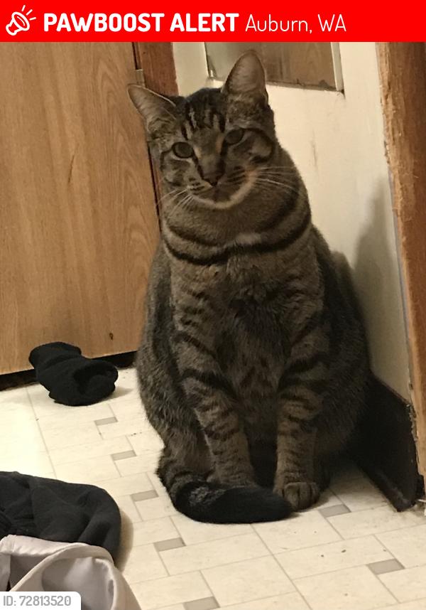 Lost Male Cat last seen 52th Ave S Auburn, WA, Auburn, WA 98001