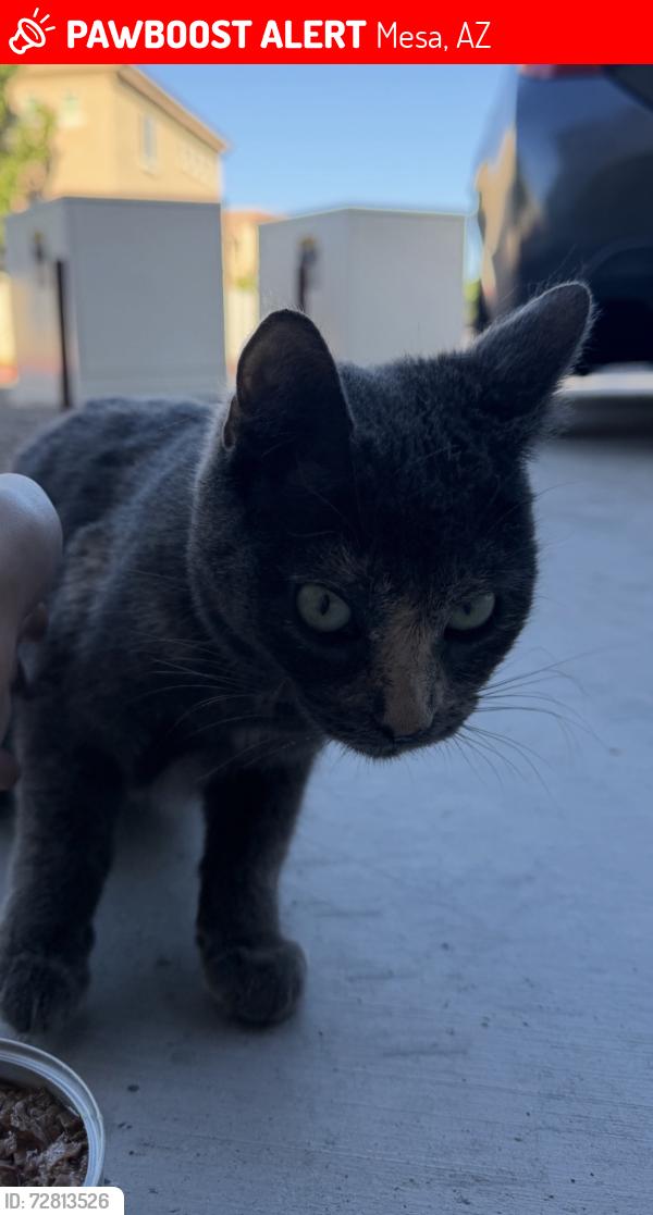 Lost Female Cat last seen Country Club and Southern, Mesa, AZ 85210