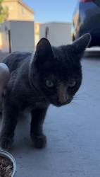 Lost Female Cat last seen Country Club and Southern, Mesa, AZ 85210