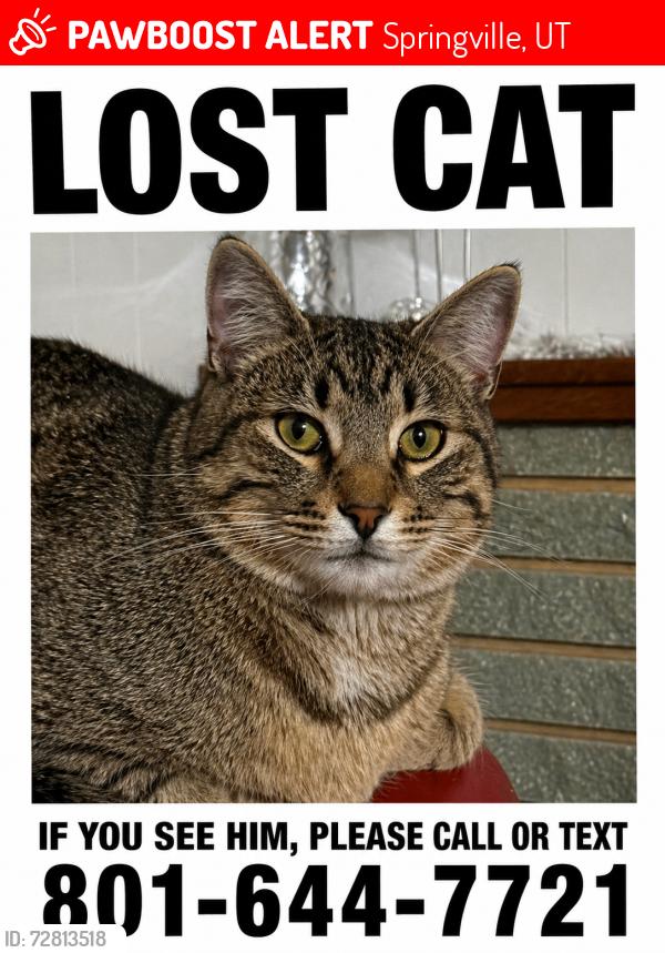 Lost Male Cat last seen Memorial Park, Springville, UT 84663