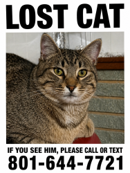 Lost Male Cat last seen Memorial Park, Springville, UT 84663